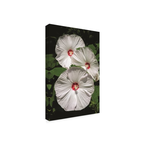 Kurt Shaffer 'White Hibiscus Times Three' Canvas Art,16x24